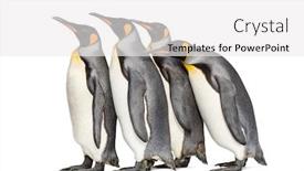  Presentation with king - Slide set with colony-of-king-penguins-together background and a white colored foreground