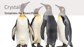  Presentation with king - Colorful presentation design enhanced with colony-of-king-penguins-together backdrop and a light gray colored foreground