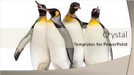  Presentation with king - Slide set enhanced with colony-of-king-penguins-together background and a lemonade colored foreground