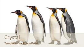  Presentation with king - Audience pleasing presentation theme consisting of colony-of-king-penguins-together backdrop and a lemonade colored foreground