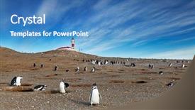  Presentation with strait - Audience pleasing presentation theme consisting of colony of magellanic penguins backdrop and a teal colored foreground