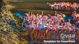  Presentation with african sunset - Presentation design enhanced with colony-of-pink-flamingos-gorgeous background and a tawny brown colored foreground