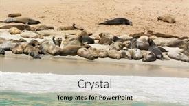  Presentation with lions - Amazing slide deck having colony-of-sea-lions-sun backdrop and a soft green colored foreground