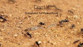  Presentation with warrior - Cool new slides with colony-of-warrior-termites backdrop and a coral colored foreground
