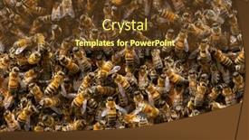  Presentation with honey - Slide deck enhanced with colony-of-western-honey-bees background and a tawny brown colored foreground