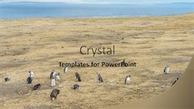  Presentation with chile - Amazing slides having colony-of-wild-magellanic-penguins backdrop and a coral colored foreground