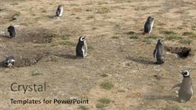  Presentation with chile - Theme with colony-of-wild-magellanic-penguins background and a coral colored foreground