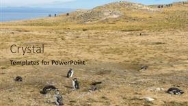  Presentation with chile - Presentation theme with colony-of-wild-magellanic-penguins background and a coral colored foreground