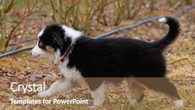  Presentation with aussie - Audience pleasing presentation consisting of color aussie puppy 2 month backdrop and a coral colored foreground