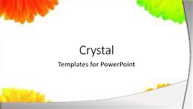  Presentation with daisy - Theme consisting of color-daisy-flowers background and a white colored foreground