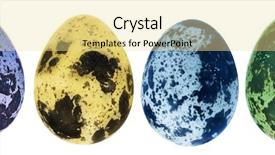  Presentation with eggs egg carton egg box - Audience pleasing PPT layouts consisting of color eggs isolated on white backdrop and a  colored foreground