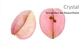  Presentation with tropical leaves and flowers - PPT theme with color-flowers-leaves-petals-isolated background and a  colored foreground