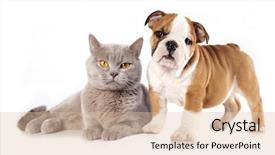  Presentation with dog cat - Colorful PPT layouts enhanced with color lilac and english bulldog backdrop and a lemonade colored foreground