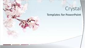  Presentation with beautiful spring flowers - Slide deck with color-matching-palette-with-complimentary background and a sky blue colored foreground