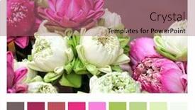  Presentation with white lotus flower - Presentation design having color-matching-palette-with-complimentary background and a violet colored foreground