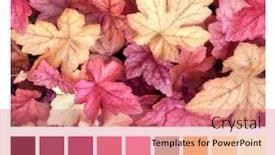  Presentation with fall color - Beautiful slide set featuring color-matching-palette-with-complimentary backdrop and a coral colored foreground