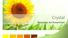  Presentation with yellow color - Audience pleasing slide deck consisting of color-matching-palette-with-complimentary backdrop and a soft green colored foreground