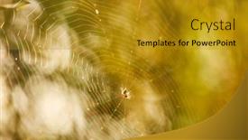  Presentation with forest morning - Slides enhanced with color-morning-wet-cobweb background and a gold colored foreground
