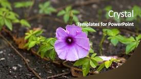  Presentation with cairo - Slide set enhanced with color of cairo morning glory background and a tawny brown colored foreground