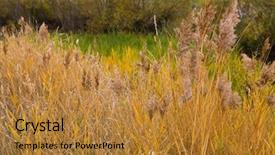 Presentation with golden yellow - Cool new slide deck with color of ornamental reed grass backdrop and a  colored foreground