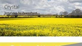  Presentation with yellow color - Slides having color-of-the-year-2021 background and a light blue colored foreground