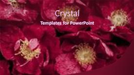  Presentation with magenta - Presentation design featuring color-of-the-year-2023 background and a violet colored foreground