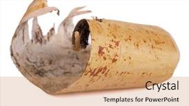 Presentation with birch bark - Cool new PPT theme with color photo of a birch backdrop and a coral colored foreground