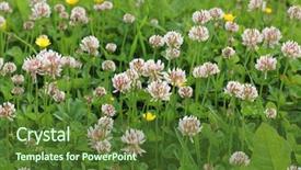  Presentation with clover - Amazing slide deck having color photo of a field of clover in grass backdrop and a tawny brown colored foreground