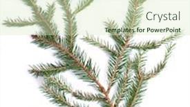  Presentation with green color - Presentation consisting of color photo of a green fir cones and twigs background and a soft green colored foreground