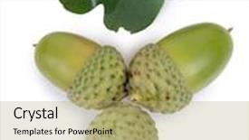  Presentation with green color - PPT layouts having color photo of green acorns with oak background and a yellow colored foreground