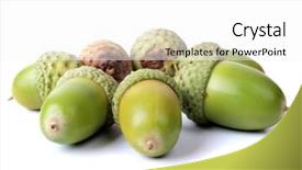  Presentation with green color - Presentation theme consisting of color photo of green acorns on a white background background and a white colored foreground