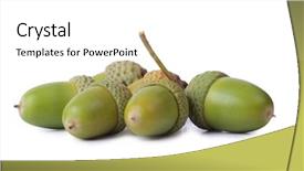  Presentation with green color - Amazing slide deck having color photo of green acorns on a white background backdrop and a white colored foreground