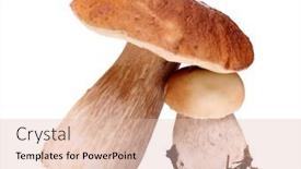  Presentation with mushrooms - Beautiful presentation featuring color-photo-of-wild-mushrooms backdrop and a lemonade colored foreground