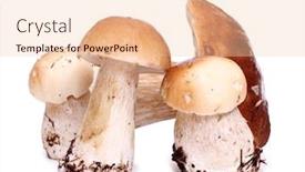  Presentation with mushrooms - Slides with color-photo-of-wild-mushrooms background and a lemonade colored foreground