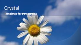  Presentation with blue sky - Audience pleasing PPT theme consisting of color-photograph-of-wild-daisies backdrop and a ocean colored foreground