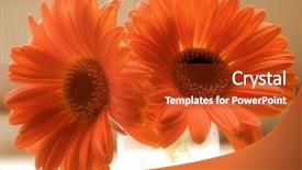  Presentation with gerbera daisies - Cool new PPT theme with reproduction showing two orange gerbera backdrop and a crimson colored foreground