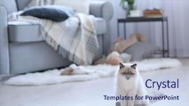  Presentation with new cold room storage - PPT layouts with color-point cat sitting background and a sky blue colored foreground