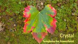  Presentation with transformation - Amazing presentation theme having color transformation of a fig leaf green to red backdrop and a tawny brown colored foreground