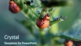  Presentation with agriculture pest - Slide deck featuring colorado beetle larva - agriculture pest background and a ocean colored foreground