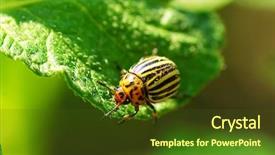  Presentation with colorado - Cool new presentation theme with colorado beetle on potato leaf backdrop and a tawny brown colored foreground