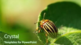  Presentation with leaf pathogen - Presentation theme with colorado beetle on potato leaf background and a tawny brown colored foreground