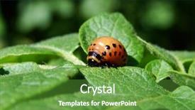  Presentation with free colorado - Amazing presentation theme having colorado beetle on potato leaf backdrop and a tawny brown colored foreground