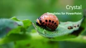  Presentation with pest - PPT theme enhanced with colorado beetle on potato leaf background and a forest green colored foreground