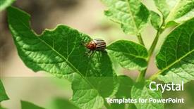  Presentation with colorado - Presentation design with colorado beetle on potato leaves background and a tawny brown colored foreground