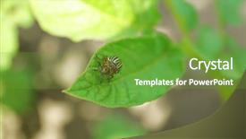  Presentation with colorado - Presentation theme enhanced with colorado beetle on potato leaves background and a tawny brown colored foreground