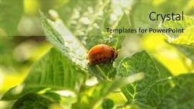  Presentation with larva - PPT layouts featuring colorado beetle on potato background and a yellow colored foreground