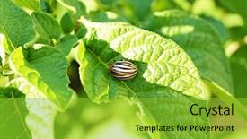  Presentation with sweet potato plant - PPT layouts featuring colorado beetle on the potato background and a yellow colored foreground