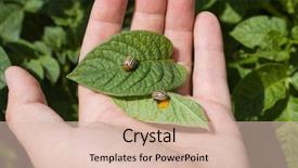  Presentation with colorado - Presentation theme consisting of colorado potato beetle in hand background and a  colored foreground