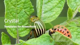  Presentation with colorado - Slide deck with colorado potato beetle leptinotarsa decemlineata background and a seafoam green colored foreground
