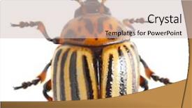  Presentation with potato - Beautiful slide deck featuring colorado potato beetle leptinotarsa decemlineata backdrop and a soft green colored foreground